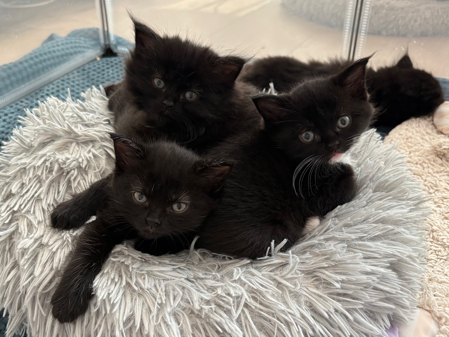 Met spoed opvangadressen kittens gezocht